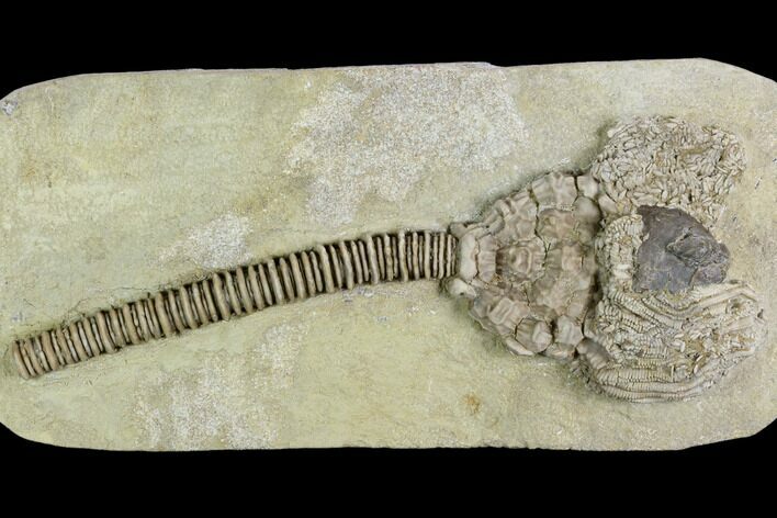 Crinoid (Actinocrinites) & Gastropod (Platyceras) - Crawfordsville #122942